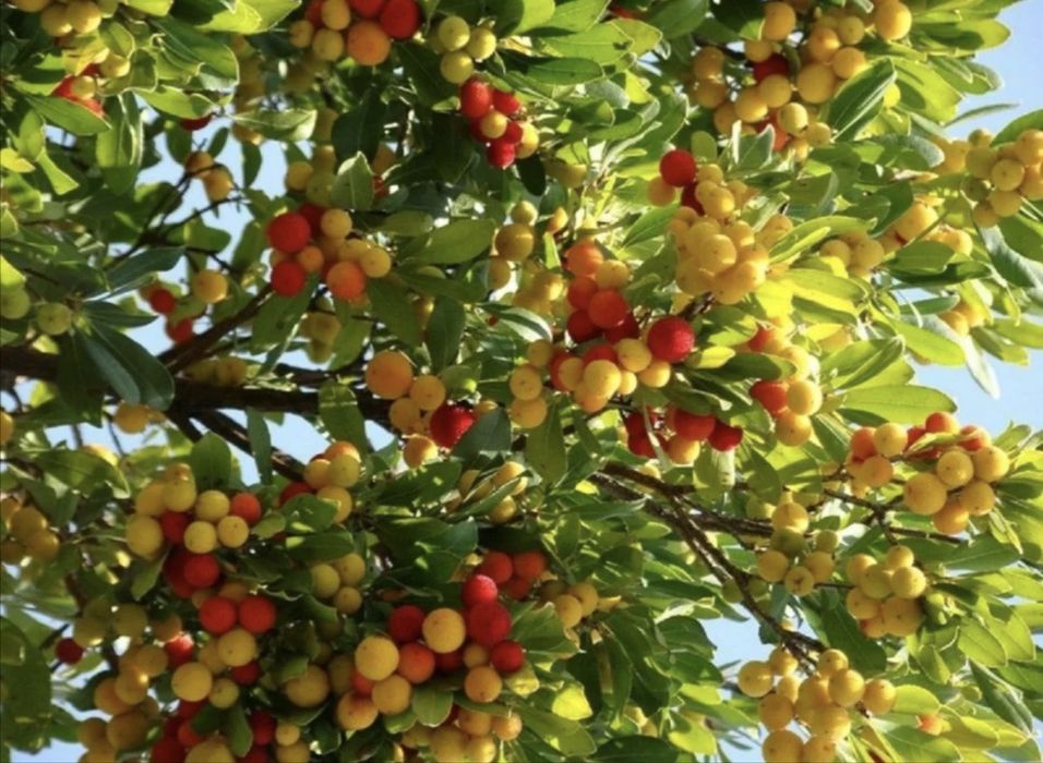 Профессиональная обрезка плодовых деревьев