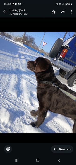 Продам шоколадного лабрадора