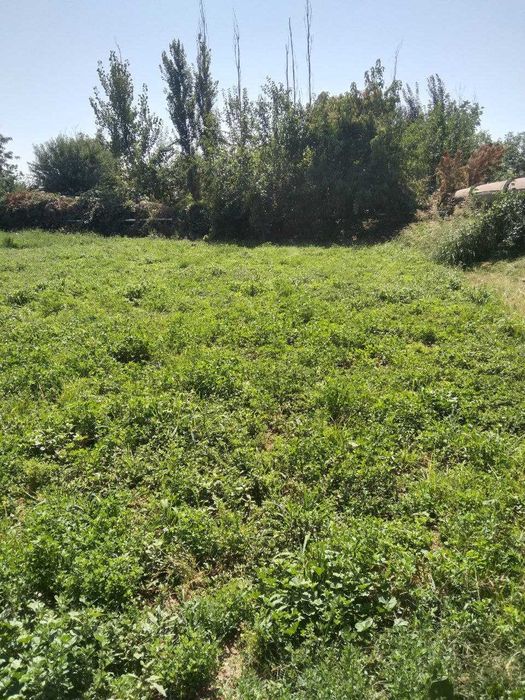 Ферма недалеко от Ташкента