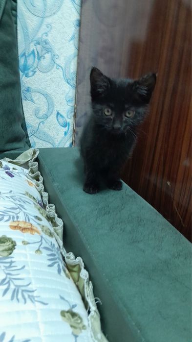 Кошки мушуклар
