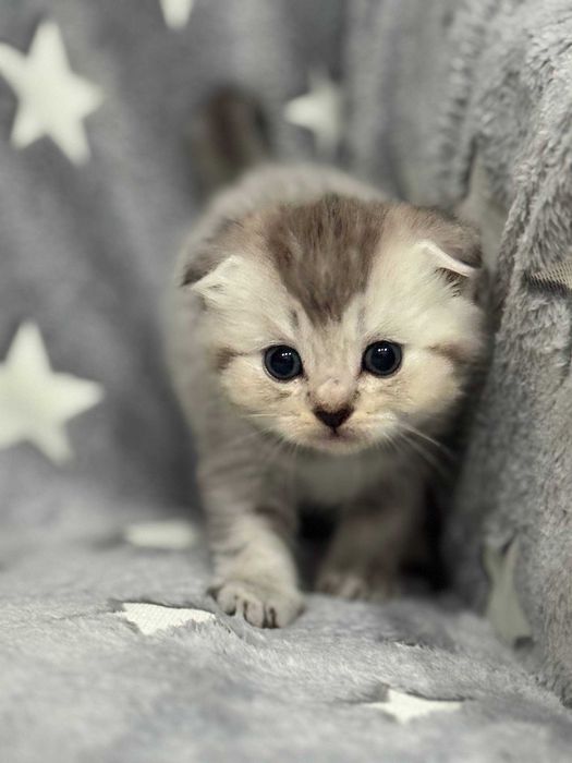 драгоценные шиншиллы котята