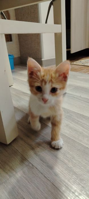 Отдам котёнка в добрые руки