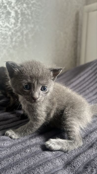 Отдам котят и кошку даром