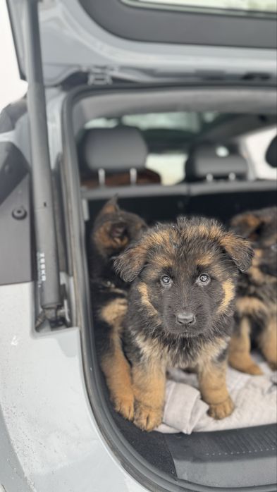 Щенки немецкой овчарки