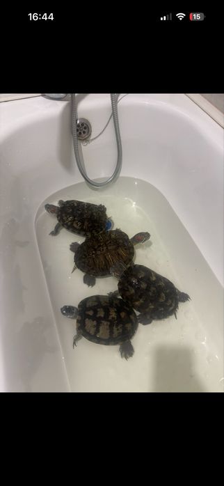 8 марта Красноухие черепахи