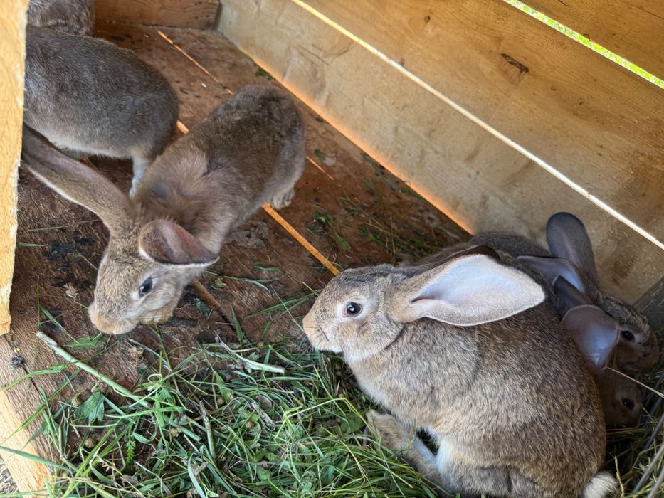 Iepuri uriași german