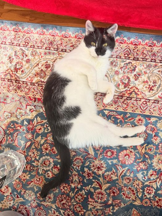 Donez pisica mascul 7-8 luni Bucuresti, Ilfov sau Constanta