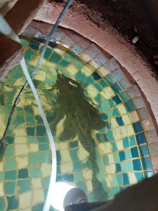 Продам или меняю сома птеригоплихт