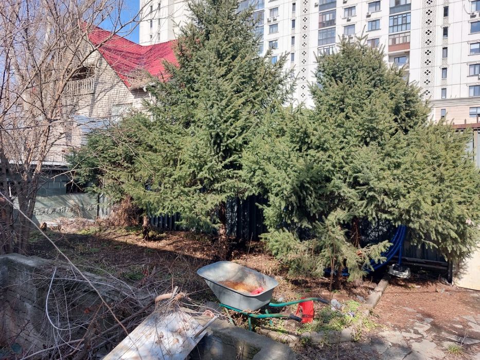 Продам ёлки (20-25 лет). 1 ёлка - 100 тысяч.