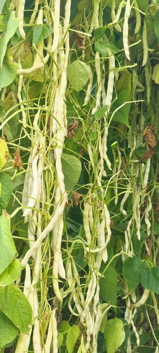 Vând semințe păstăi galbene (Aurie de Bacau)