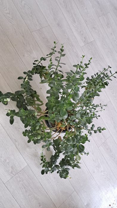 Реально большие цветы