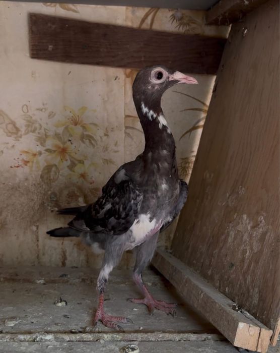 Продам голубей карьеры !