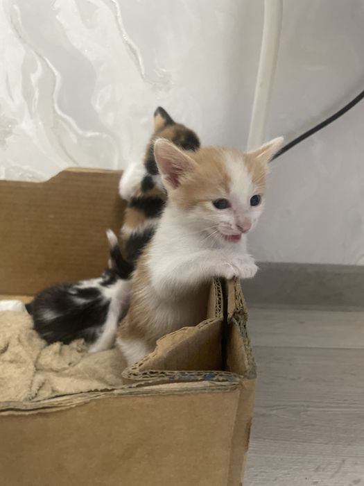 Котята в добрые руки