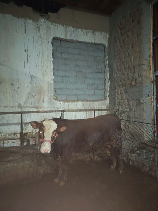 Gerinfod buqa sotiladi