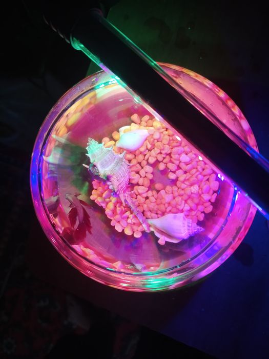 Аквариум и рыбка петушок