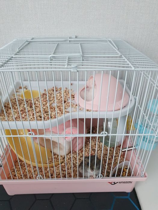 Продам хомяка раион Айтматова