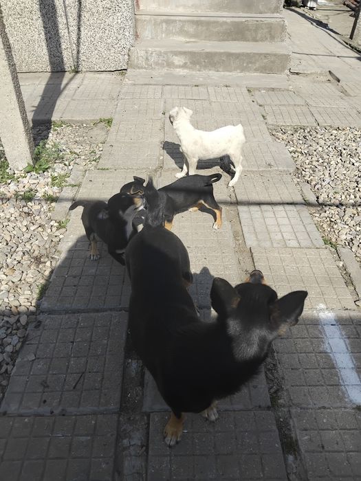 Подарявам малки кучета родени са на 10ти декември