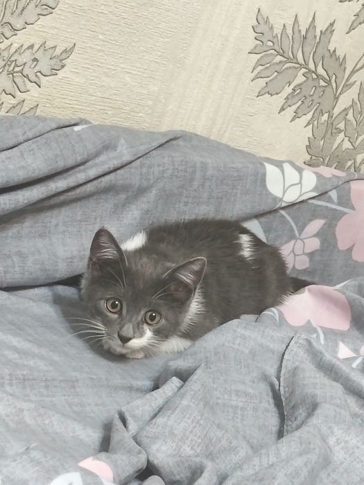 Отдам котенка в добрые руки