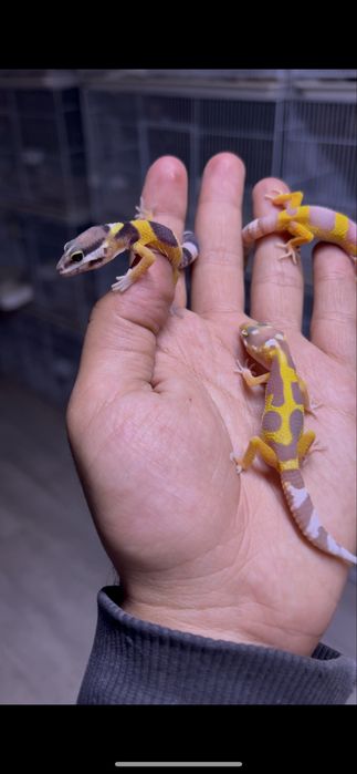 Гекконы эублефары ручные ящерки