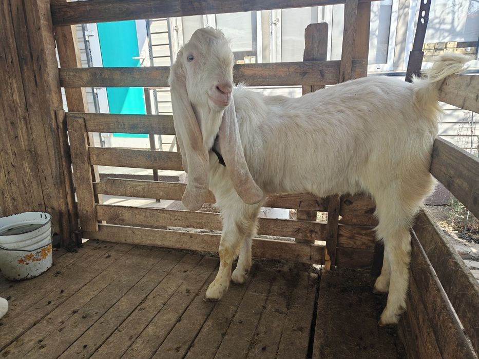 Козы камори и гулаби.