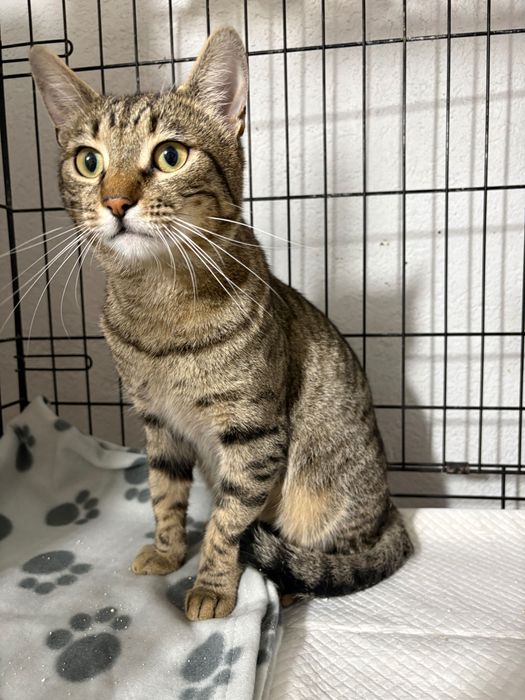 Ponti, motanel castrat pentru adoptie