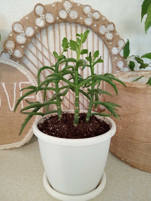 Красивые и Уютные Цветы Для Вас