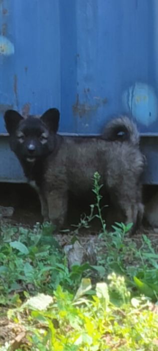 Щенки ищут дом 2 белых и 2 черных