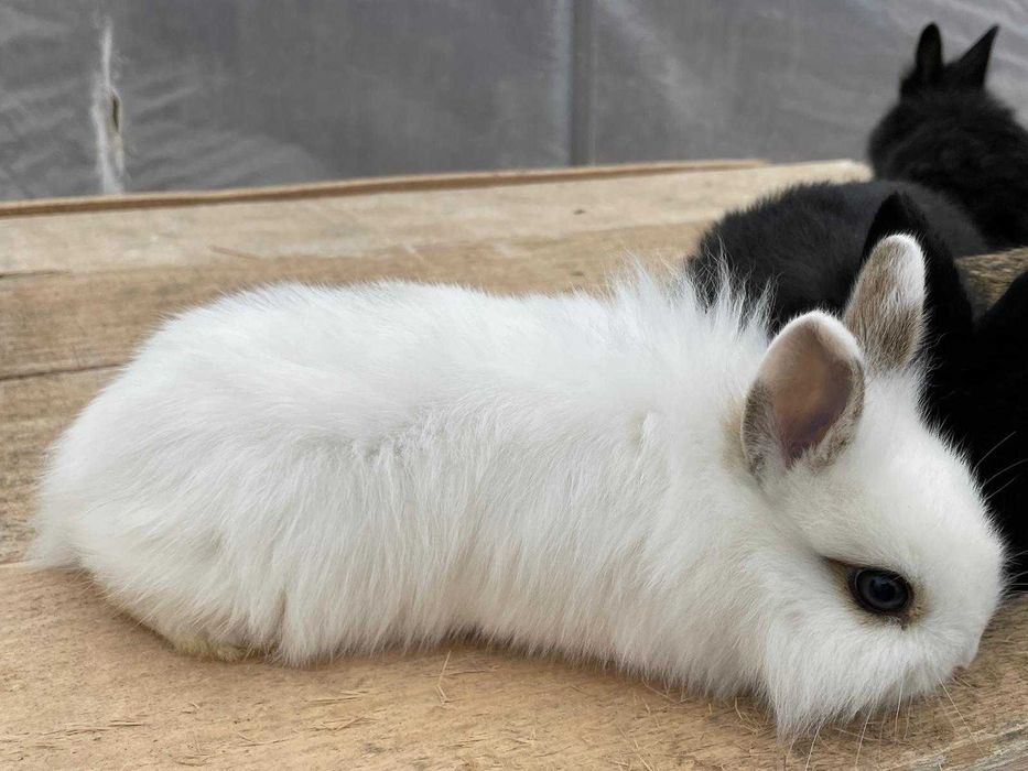 Iepuri de companie pitici, bucuria celor mici