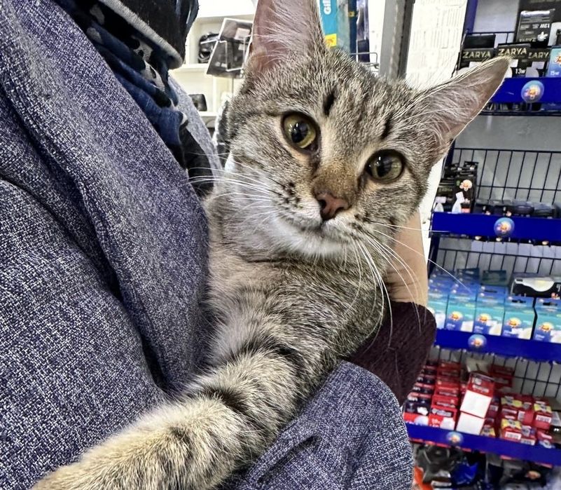 Котенок девочка 7 мес. Астана