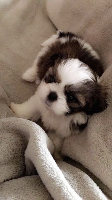 Shih Tzu Talie Mica