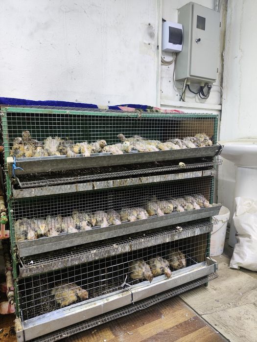 Перепёлка плюс клетка