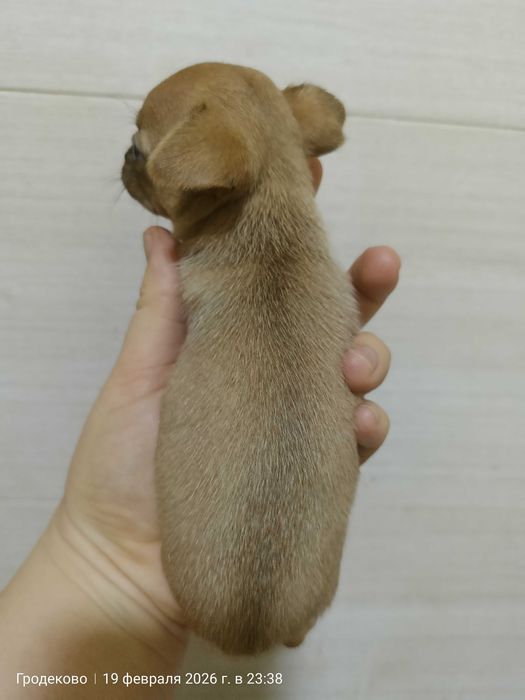 Продам щенков мини тойтерьера