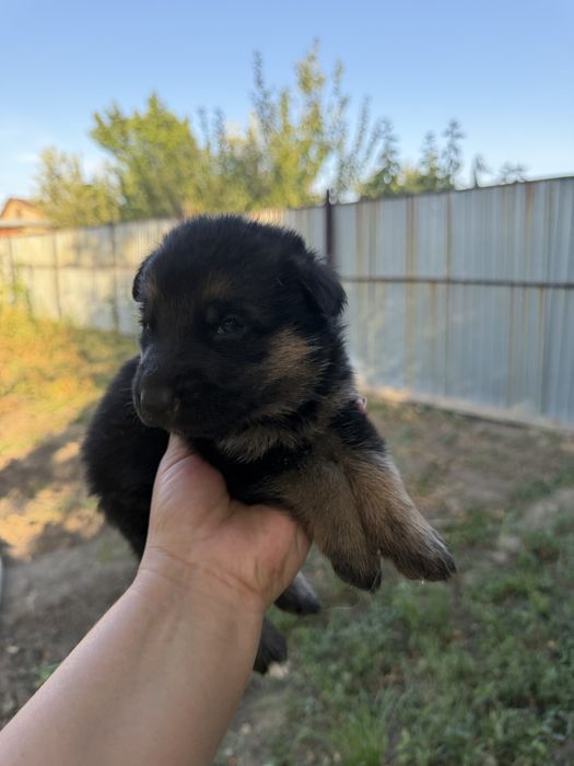 Продаются щенки немецкой овчарки