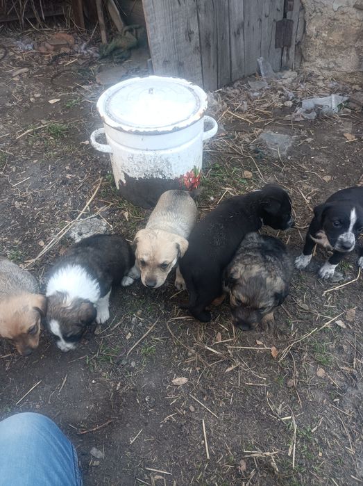 отдам в хорошие руки щенят