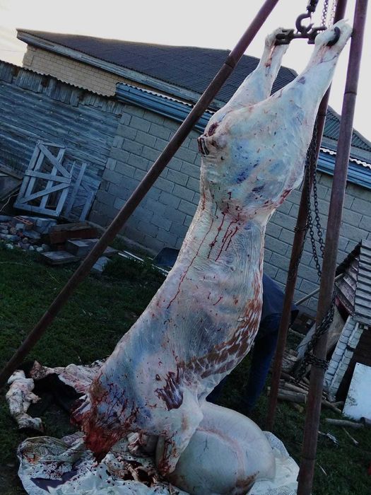 говядина туша бычок свежее мясо
