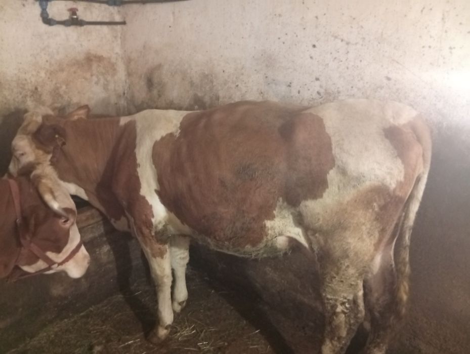 Junincă montată Sita Buzăului, jud. Covasna