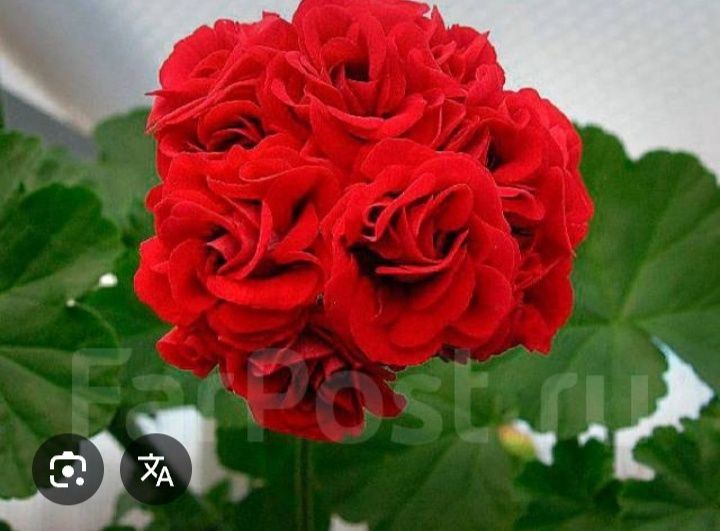 Продам домашние цветы -герань , алой.