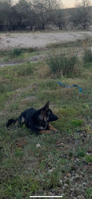 Щенок немецкой овчарки