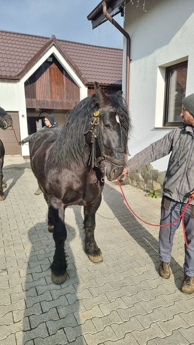 Vând sau Schimb 2 armasari