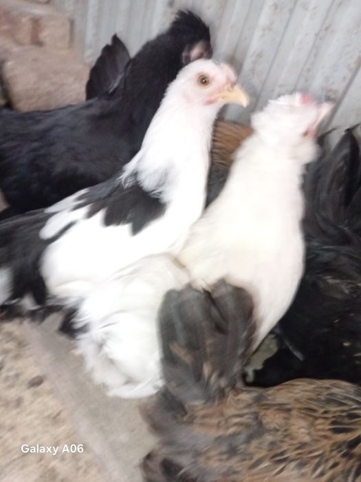 Японский жас тауыктар & кораздар.