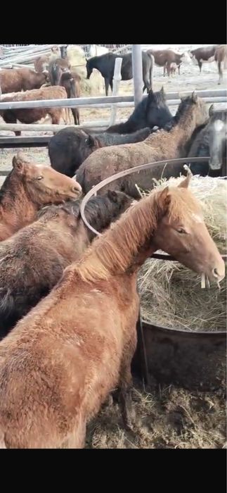 Тайчики лошади 35