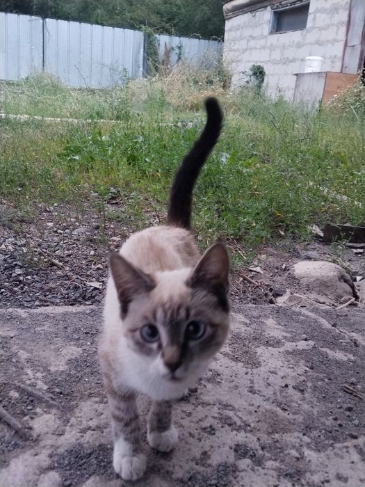 Котик к хорошим рукам
