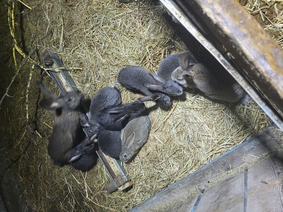 Продам кроликов...