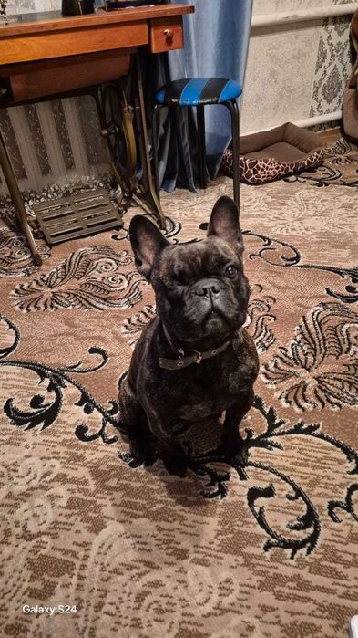 Продам французского бульдога