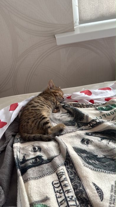 Бесплатно два кота