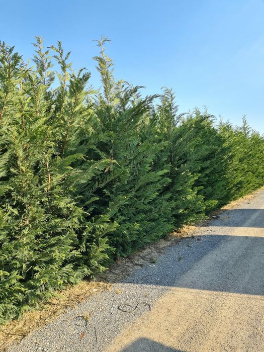 Leylandii chipaross