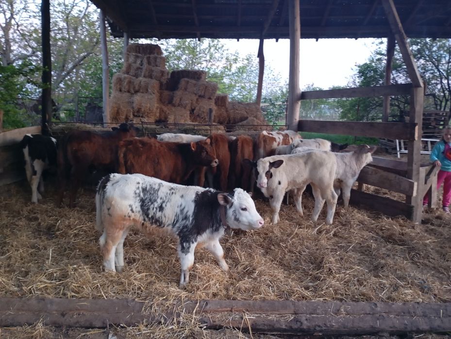 Vând vitei înțărcați