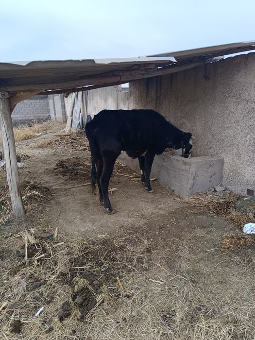 Сиыр 1 Туган еты орташа срочно