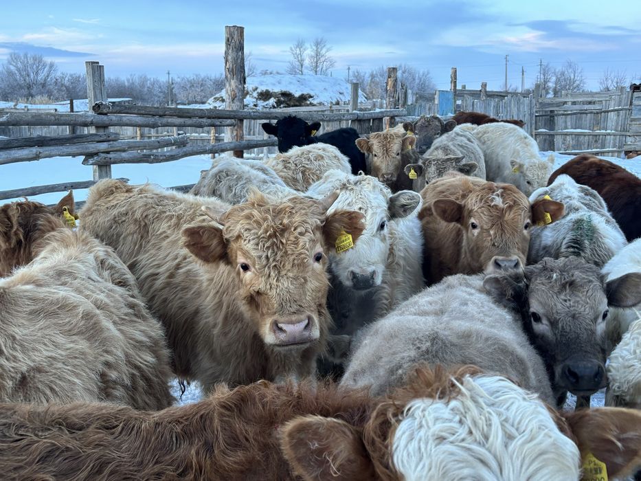 Бычки подсосники 2025 продам