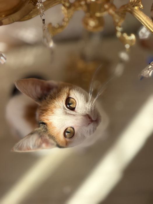Ласковая, нежна кошечка Ася